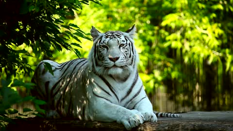 White tiger resting in the woods