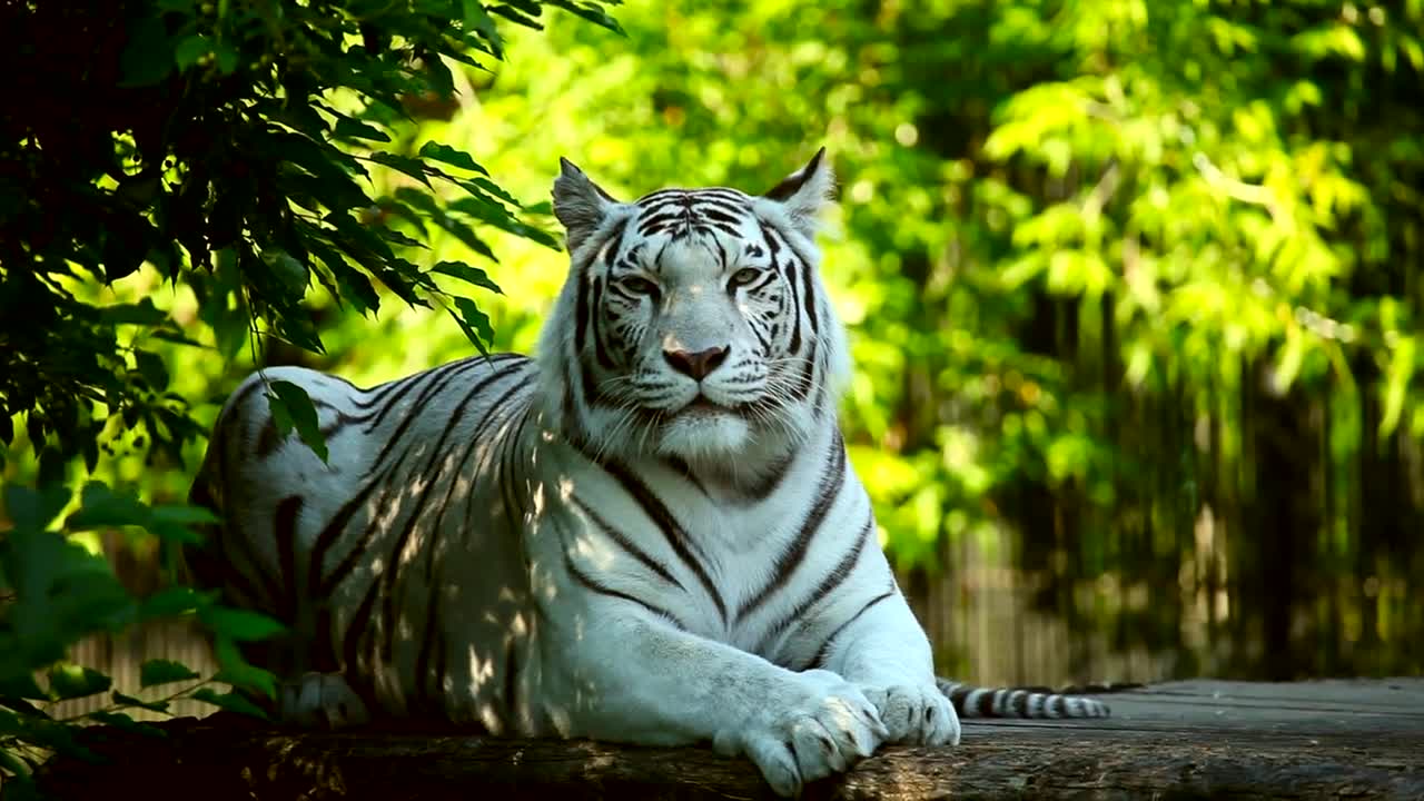 White tiger resting in the woods