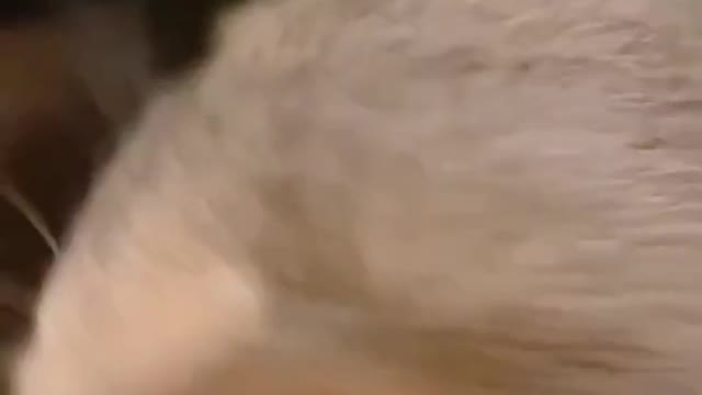 Cat playing video