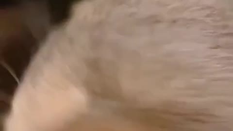 Cat playing video