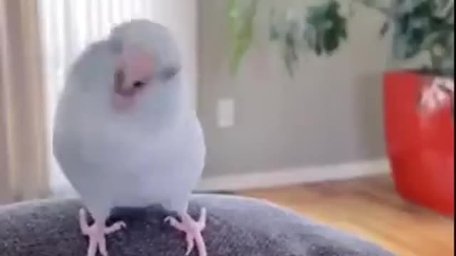 dancing bird