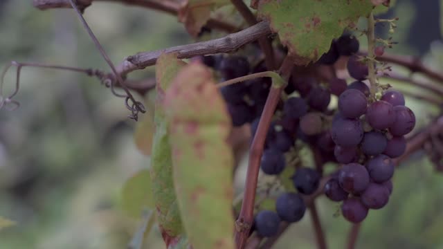 Black grapes are nutrition and sweet