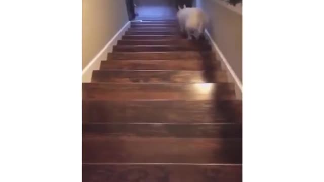 You have to see it, you won't believe it!