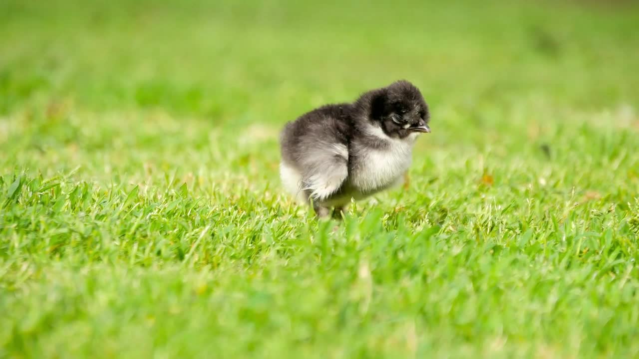 Close up newborn black and white chicken on the grass field on green background. Easter concept