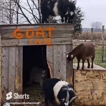 Goat playing on the little barn. #homesteading #familyfarm