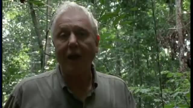 Terrified Monkeys Scared of Leopard! | Attenborough: The Life of Mammals | BBC Earth