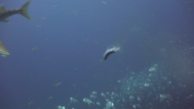 Barracuda bites fish in half