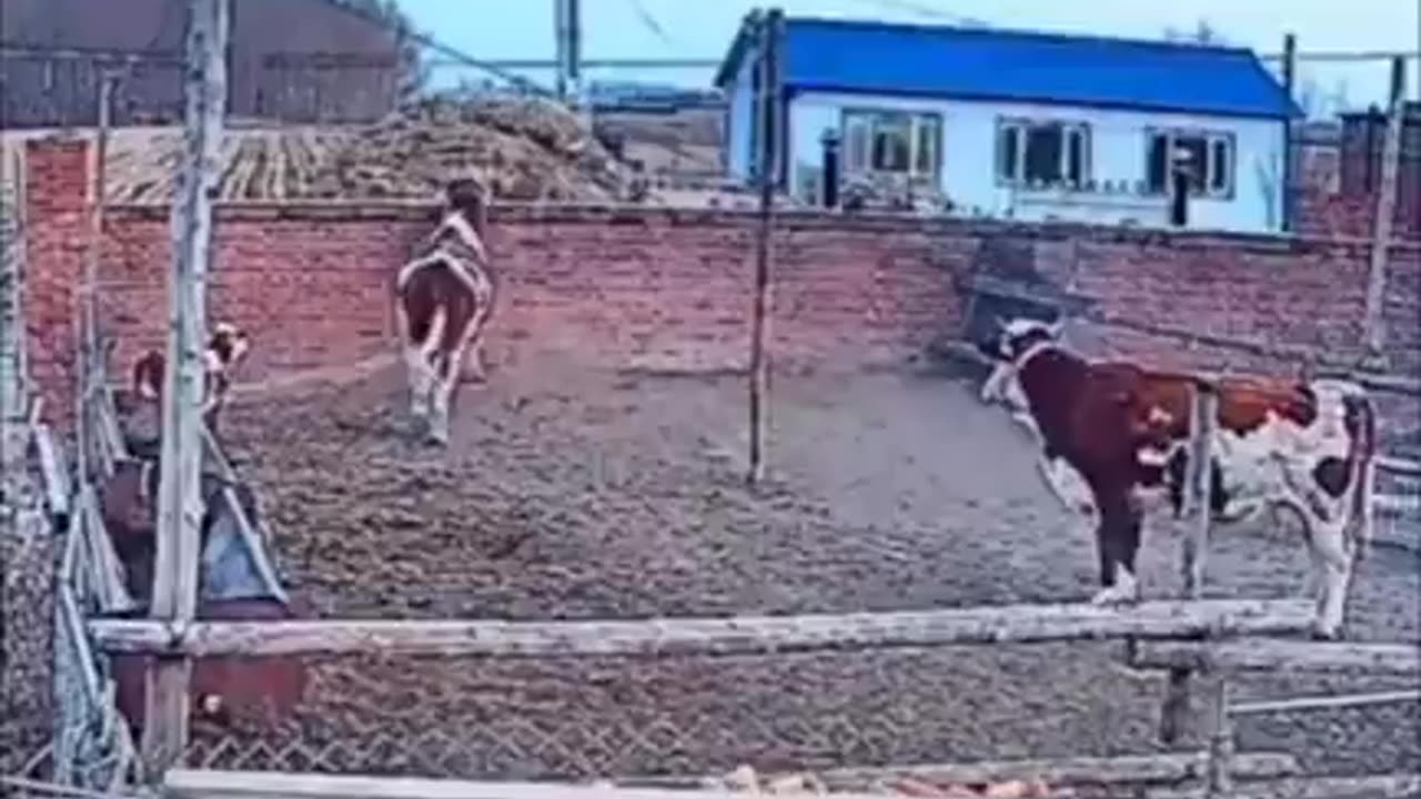 funny animal
