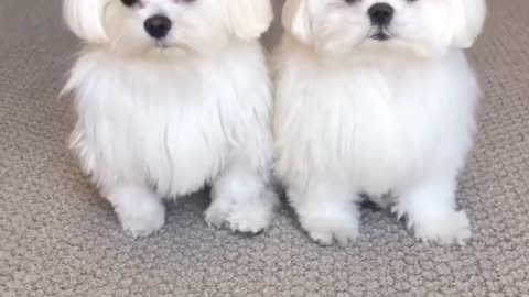 Funny dogs with beauty faces