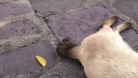 Cat's tail wagging and purring while sleeping on the street