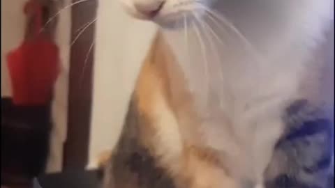 Funny cats