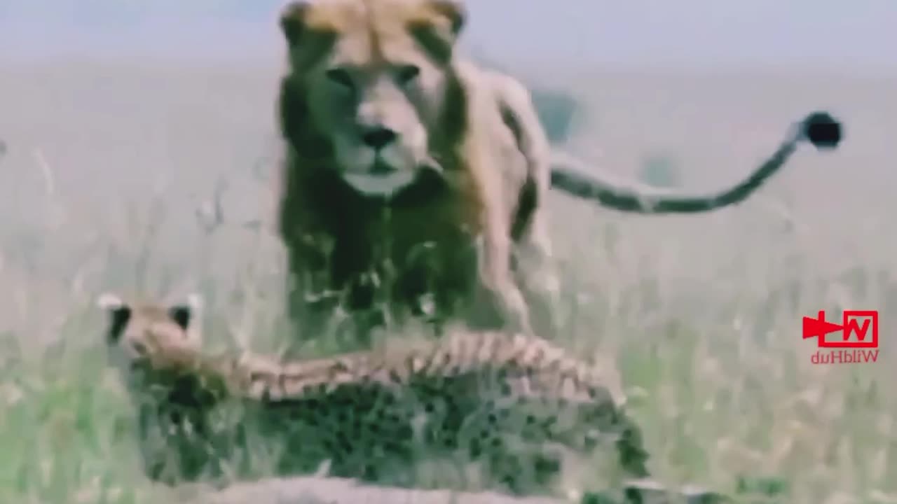 Cheetah 🐆 saves her babies/fools the lion/ clever cheetah