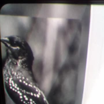 passaro ferido cantando girassol musica