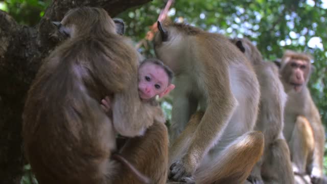 Monkey mom taking care of her baby