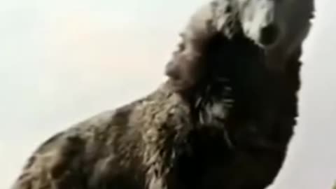Wolf in dangerous look