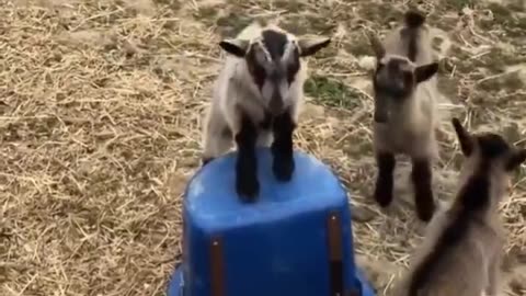 Goat King Of The Hill