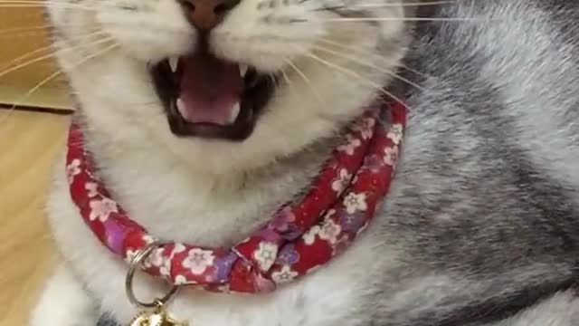 Sharp Teeth
