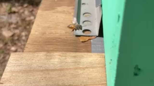 Slo Mo Bees