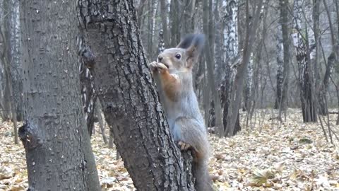 Wildlife animals 8k with relaxing sounds