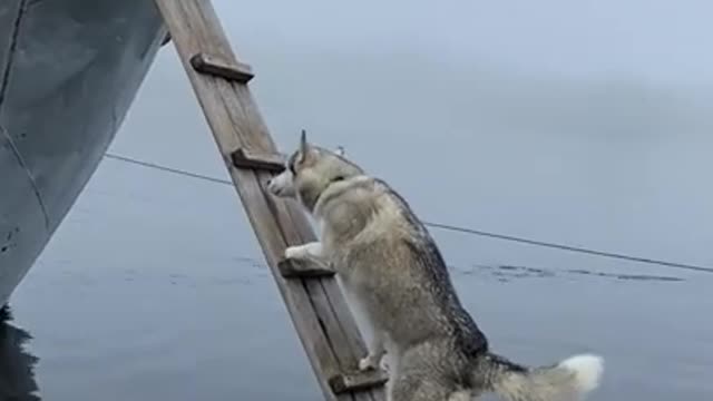 Smart dogs climbing the steps