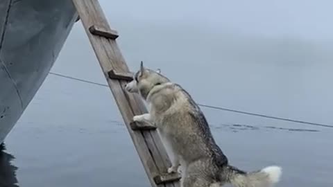 Smart dogs climbing the steps