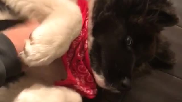 White dog red bandana gets stomach scratched