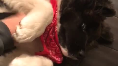 White dog red bandana gets stomach scratched