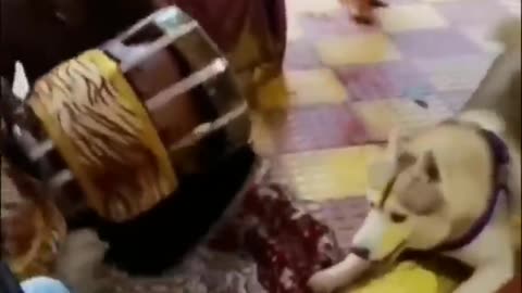 Funny animal video