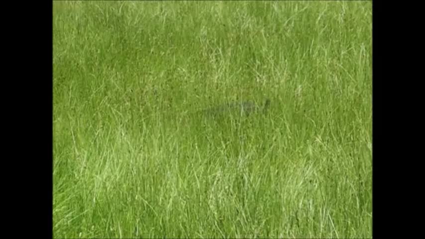 Cricket exploring a meadow