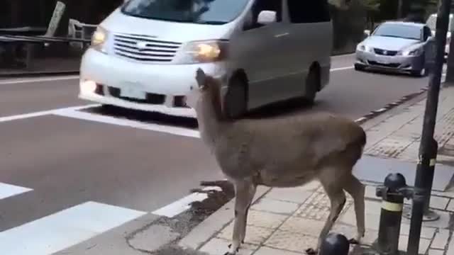 Law-Abiding Japanese Deer Crosses Road at Pedestrian Crossing