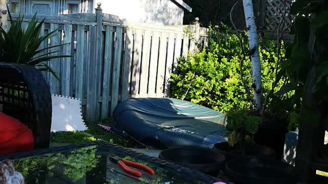 Woodpecker enjoying planter