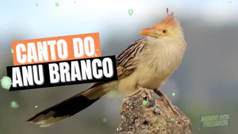 songs anu branco