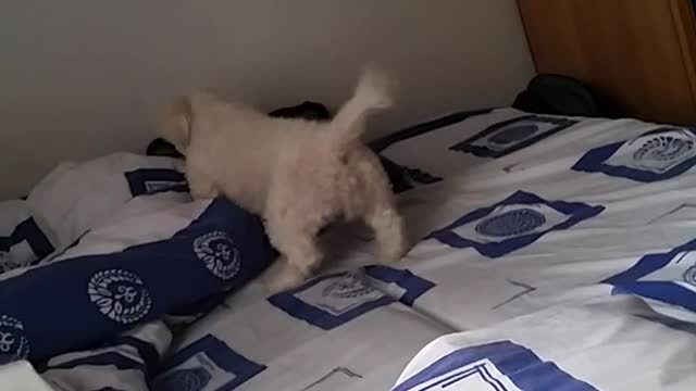 Small white dog runs around blue sheets on bed