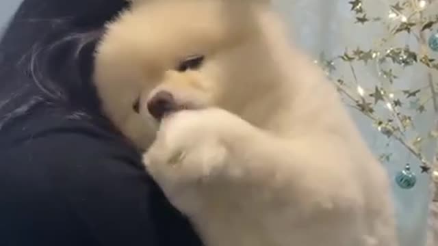 ing In My Hand #shorts #puppy #oddlysatisfying #viral #youtubeshorts