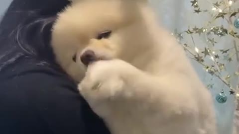 ing In My Hand #shorts #puppy #oddlysatisfying #viral #youtubeshorts