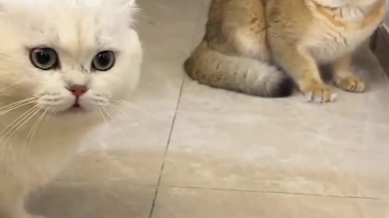 Videos of cute and funny cats