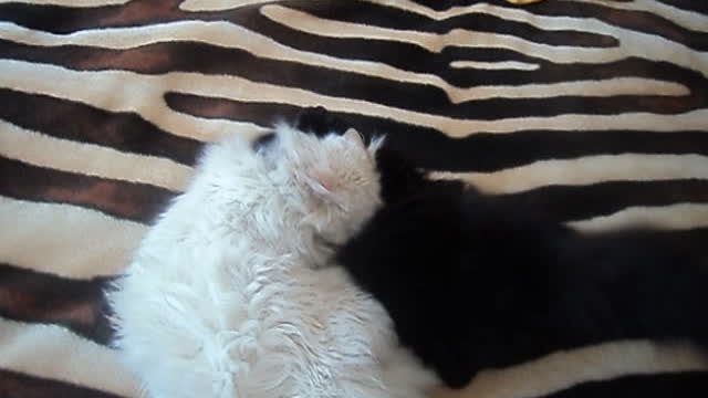 Black and white cats fighting