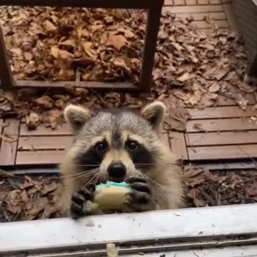 Racoon eating cookie.mp4