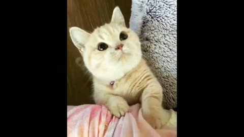 #kitten funny video compilation 😄🤣