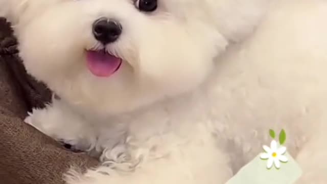 #cutedog