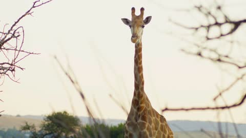 Giraffe Standing and Looking at Camera Still Medium Shot