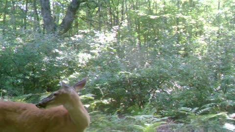 trail cam 8 all the deer!