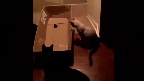 Cutest cat vid