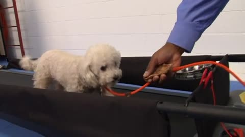 New doggie gym offers Fido a chance for fitness