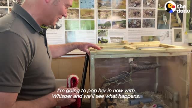 Tiny Baby Stoat Has The Best Reaction When She Meets Someone Like Her | The Dodo Little But Fierce