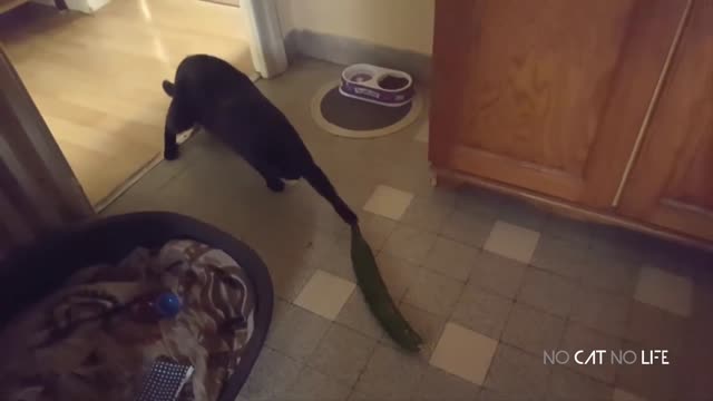 Funniest Cats and Cucumbers - Awesome Funny Pet Videos