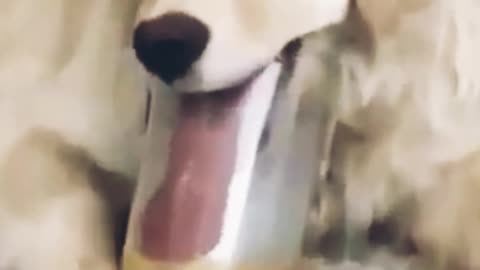 A cute dog is licking