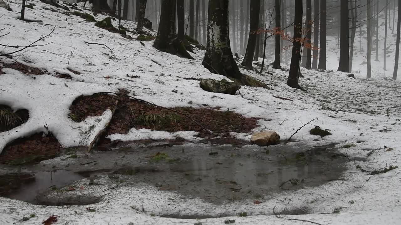 Forest Rain sounds, calming & soothing nature daylight(Full HD)