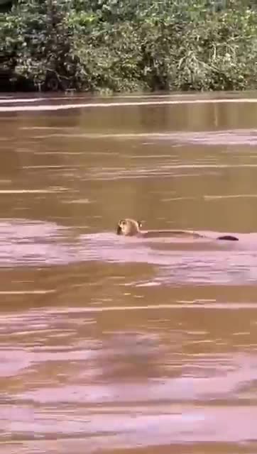 puma swimming in the Iguaçu River