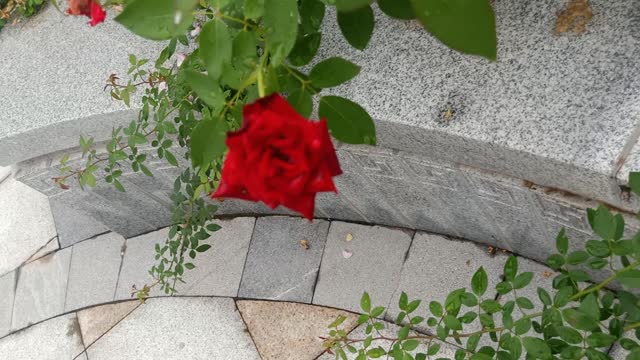 This flower is so red and beautiful